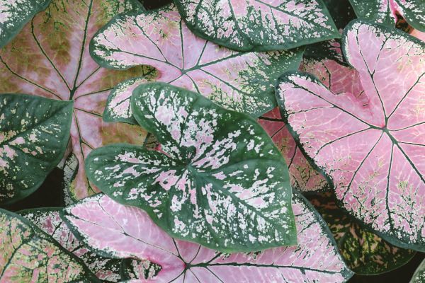 Caladium : la plante d’intérieur au feuillage coloré et spectaculaire